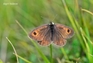 Harem G�zelesmeri&nbsp;(Erebia&nbsp;ottomana)