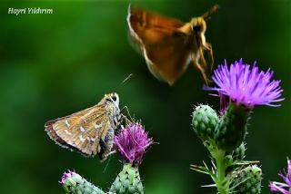 Gm Benekli Zpzp (Hesperia comma)