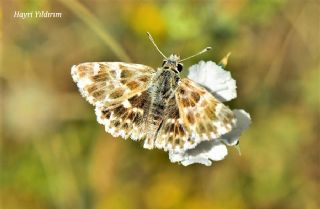 Cezayir Zpzp (Carcharodus stauderi)