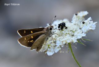 Alsides Zpzp (Eogenes alcides)
