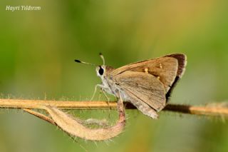 Alsides Zpzp (Eogenes alcides)