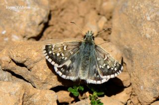 Alada Zpzp (Pyrgus aladaghensis)