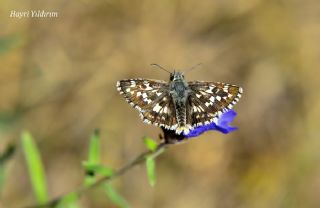 Gzel Zpzp (Pyrgus cinarae)