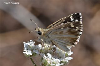 Ege Zpzp (Pyrgus melotis)
