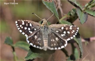 Ege Zpzp (Pyrgus melotis)