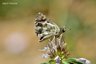 Acem Zpzp (Spialia phlomidis)