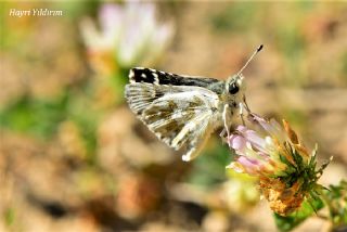 Acem Zpzp (Spialia phlomidis)