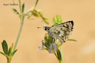 Acem Zpzp (Spialia phlomidis)