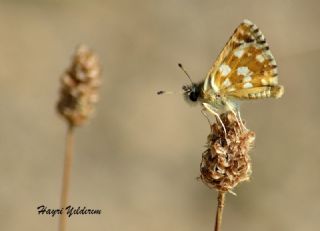 Kzl Zpzp (Spialia orbifer)