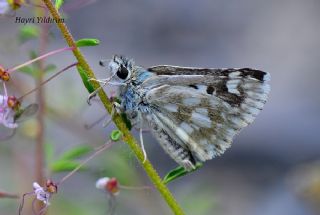 Benekli Zpzp (Muschampia plurimacula)