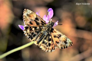 Hatmi Zpzp (Carcharodus alceae)