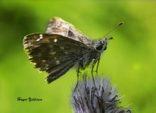 Hatmi Zpzp (Carcharodus alceae)