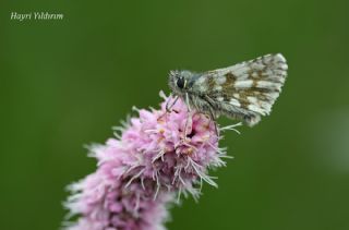 Kafkasya Z�pz�p�&nbsp;(Pyrgus&nbsp;jupei)