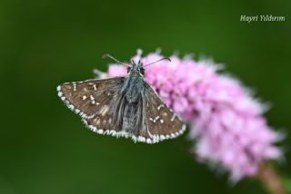 Kafkasya Z�pz�p�&nbsp;(Pyrgus&nbsp;jupei)