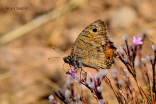 Levantin Yalanccads (Pseudochazara pelopea)