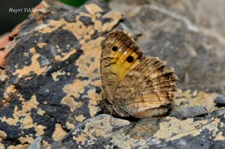 Levantin Yalanccads (Pseudochazara pelopea)