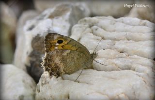 Turan Yalanccads (Pseudochazara telephassa)