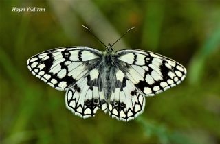 Uygur Melikesi&nbsp;(Melanargia&nbsp;russiae)