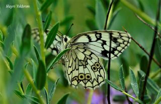 Uygur Melikesi&nbsp;(Melanargia&nbsp;russiae)