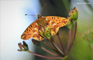 Kafkas Meneke Kelebei (Boloria caucasica)