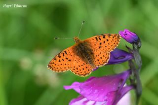 Kafkas Menek�e Kelebe�i&nbsp;(Boloria&nbsp;caucasica)