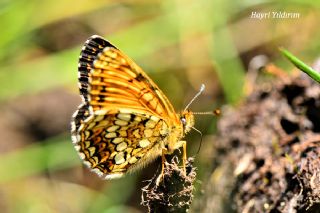 Funda parhan (Melitaea irka)