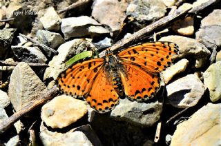 ranl parhan (Melitaea persea)