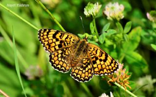 Cezayirli parhan (Melitaea ornata)