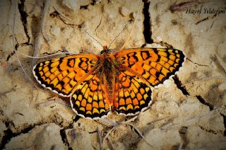 Cezayirli �parhan&nbsp;(Melitaea&nbsp;ornata)