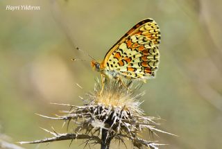 Cezayirli parhan (Melitaea ornata)