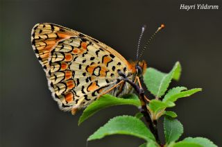 Cezayirli parhan (Melitaea ornata)