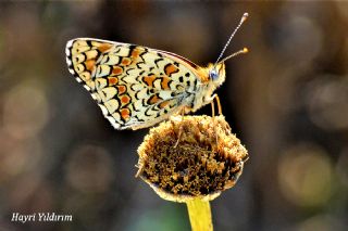 Cezayirli parhan (Melitaea ornata)