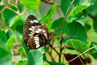 Szlen Karakz (Neptis rivularis)