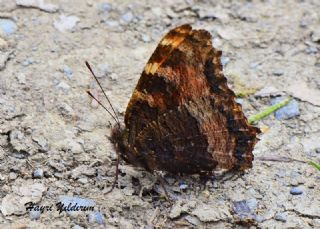 Karaaa Nimfalisi (Inachis polychloros)