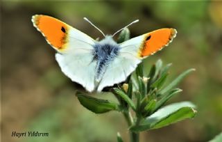 Step Ssls (Anthocharis gruneri)