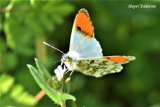 Step Ssls (Anthocharis gruneri)