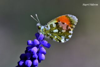 Step Ssls (Anthocharis gruneri)