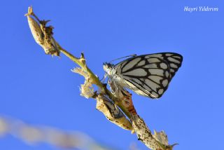 Beyaz nc (Belenois aurota)