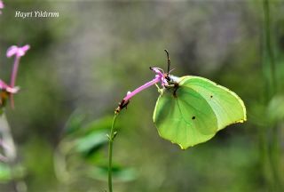 Anadolu Orakkanad (Gonepteryx farinosa)