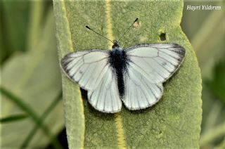 izgili Da Beyazmelei (Pieris bryoniae)