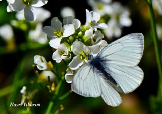 izgili Da Beyazmelei (Pieris bryoniae)