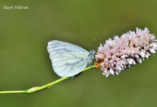 izgili Da Beyazmelei (Pieris bryoniae)