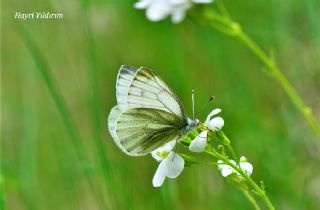 izgili Da Beyazmelei (Pieris bryoniae)