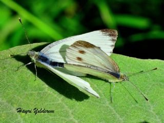 Yalanc Beyazmelek (Pieris pseudorapae)