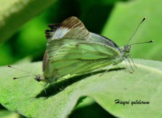 Yalanc Beyazmelek (Pieris pseudorapae)