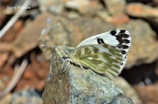 Kk Beneklimelek (Pontia chloridice)