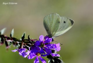 ran Beyazmelei (Pieris persis)