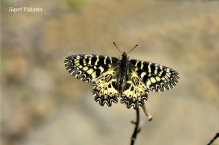 Gney Fistosu (Zerynthia polyxena)