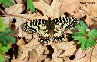 Gney Fistosu (Zerynthia polyxena)