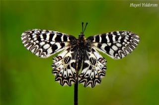 Gney Fistosu (Zerynthia polyxena)